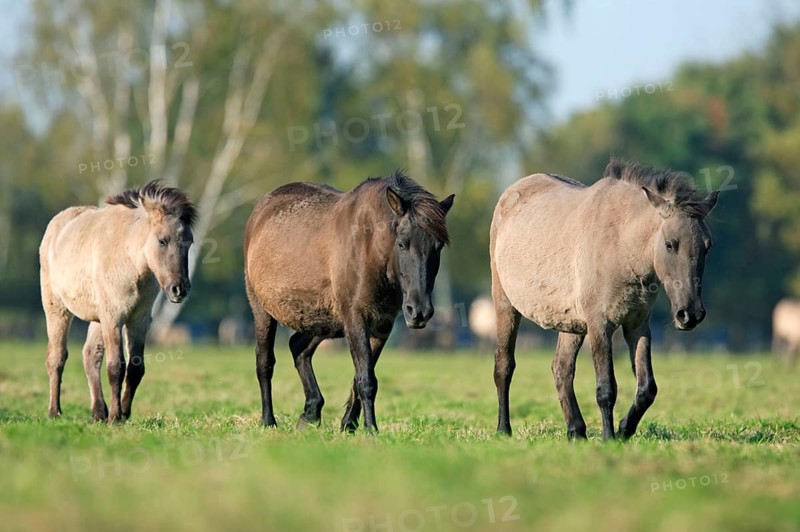 Dülmen wild horses, Merfelder Bruch, Dülmen, North Rhine-Westphalia, Dülmen wild horse, Germany, Europe