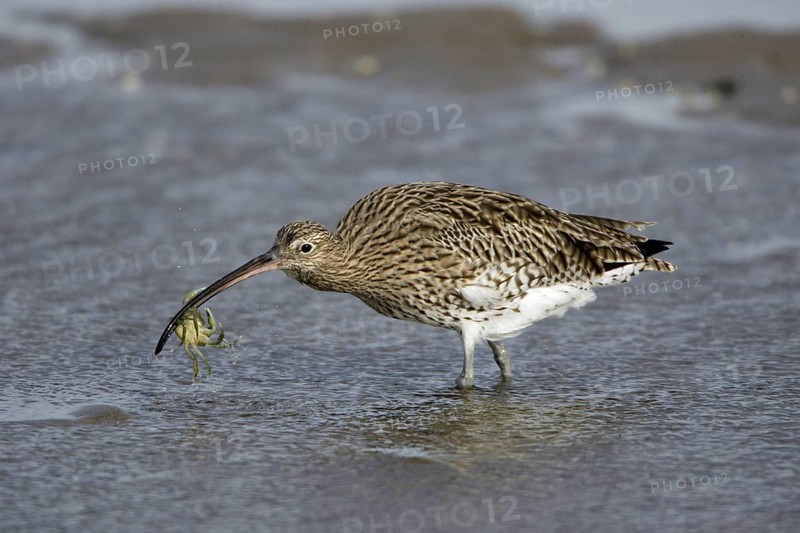 Curlew with seized crab, Northumberland national park, England (Numenius arquata)