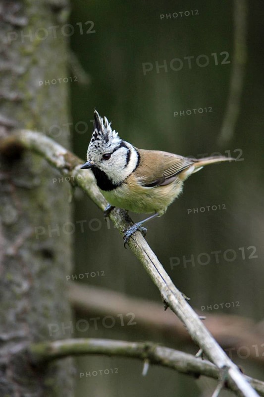 Crested Tit (Parus cristatus), Lower Saxony, Germany, Europe