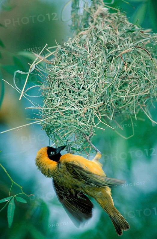 Small masked weaver, male courtship in nest, Kruger National Park, lesser masked weaver (Ploceus intermedius)