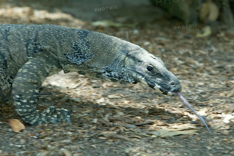 Common Tree Monitor, Australia (Varanus varius), Buntwaran, Australien, Andere Tiere, other animals, Reptilien, reptils