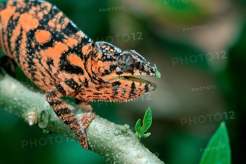 Parson's chameleon, male (Chamaleo parsonii), side, Madagascar, Africa