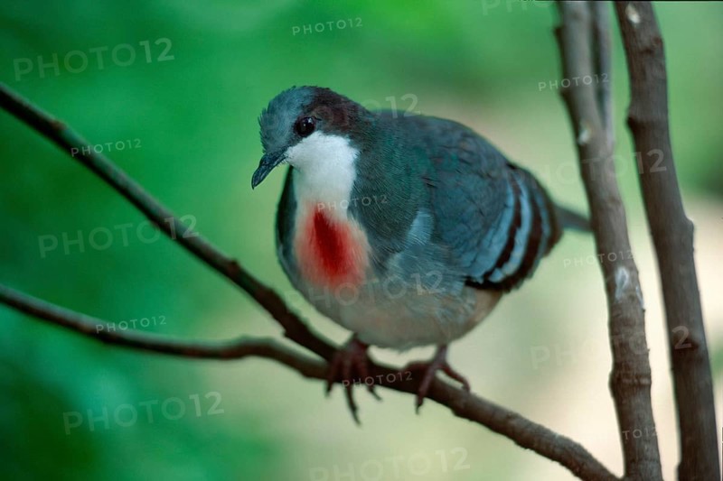 Luzon Bleeding Heart Pigeon (Gallicolumba luzonica), Australia, Oceania