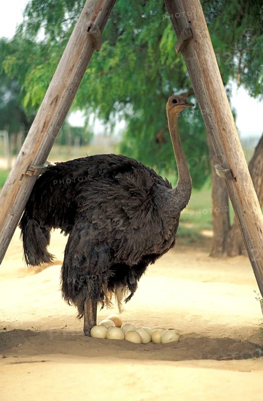 South african ostrich (Struthio camelus australis), female at nest, ostrich farm, Oudtshoorn, South Africa, Africa