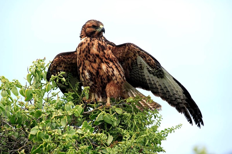 Galapagos hawk (Buteo galapagoensis), Galapagos Islands, Ecuador, South America