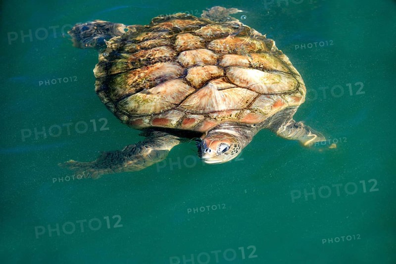 Green Turtle (Chelonia mydas), Grand Cayman, Cayman Islands, North America