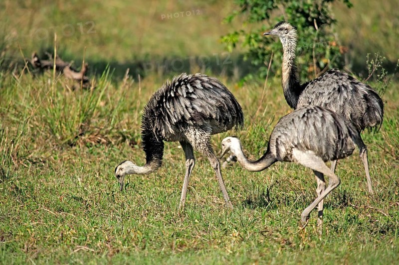 Greater rhea (Rhea americana), Pantanal, Brazil, South America