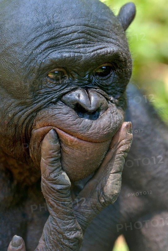 Bonobo (Pan paniscus), portrait, Lola ya Bonobo Sanctuary, Kimwenza, Mont Ngafula, Kinshasa, Democratic Republic of the Congo