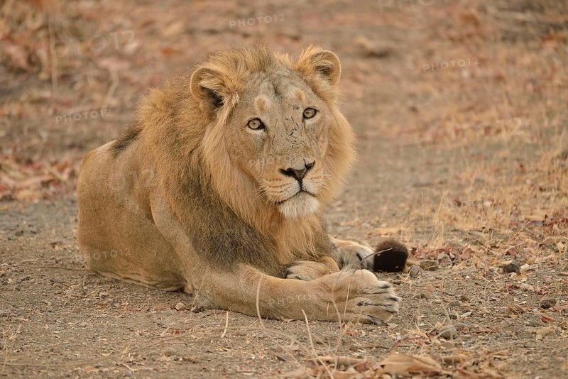 Asiatic Lion (Panthera leo persica), male, Gir Forest National Park, Gir Sanctuary, Gujarat, India, Asia