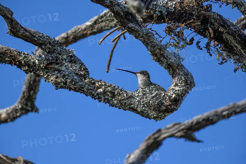 Glittering-bellied Emerald (Chlorostilbon lucidus) in its nest, female, Estancia El Socorro, near Colonia Carlos Pellegrini, Esteros del Iberá, Province of Corrientes, Argentina, South America