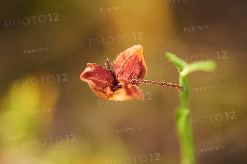 Needle Sunrose (Fumana ericoides) growing at Mount "La Talaia del Montmell" at evening, Catalonia, Spain, Europe