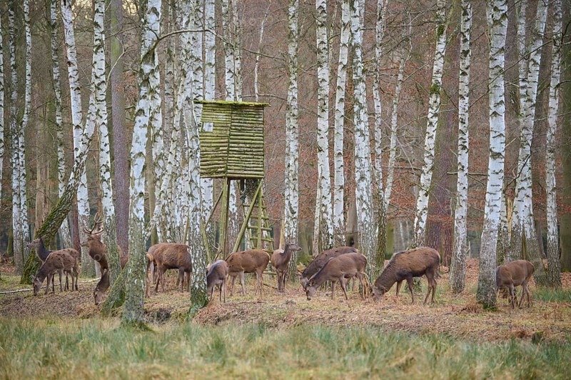 Hunting blind with red deer (Cervus elaphus), pack in birch forest, Hessen, Germany, Europe