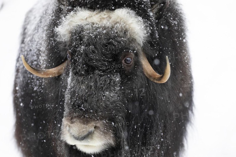 Musk ox (Ovibos moschatus) (C), in the snow at Ranua Wildlife Park, Lapland, Finland, Europe