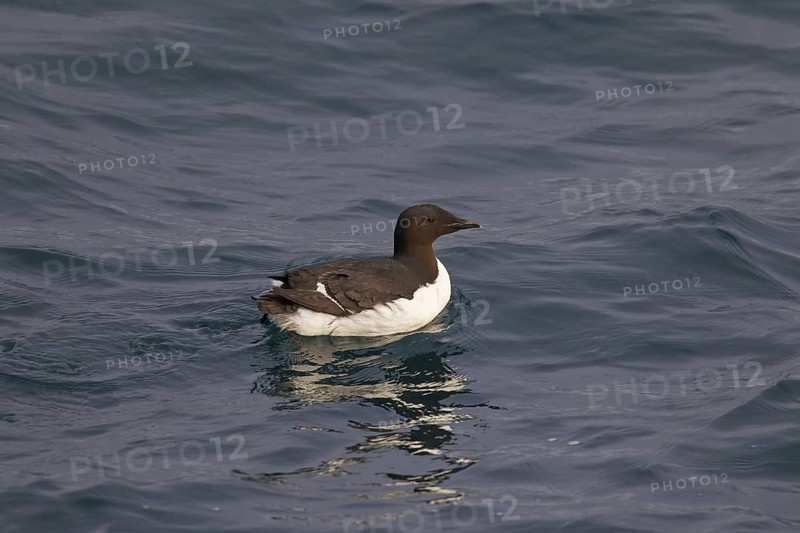 Thick-billed murre (Uria lomvia), Brünnich's guillemot swimming in sea, native to the sub-polar regions of the Northern Hemisphere