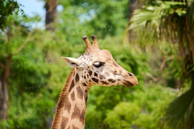 Reticulated giraffe (Giraffa camelopardalis reticulata), portrait, captive, distribution africa