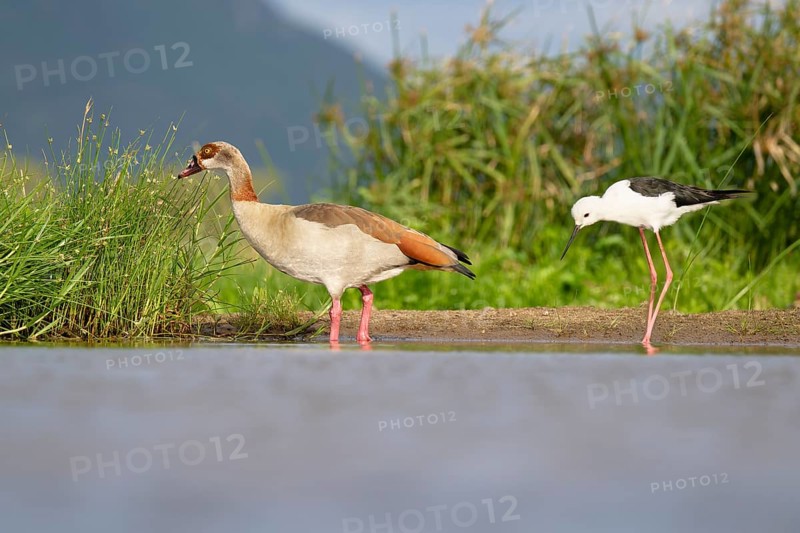Egyptian goose (Alopochen aegyptiaca) and Black-winged stilt (Himantopus himantopus) in a pond, Kwazulu Natal Province, South Africa, Africa