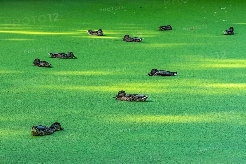 Mallards (Anas platyrhynchos) females swimming on pond with duckweeds (Lemna), duckweed, sleeping with closed eyes, Meisebach Park, Bad Hersfeld, Kassel, Hesse, Germany, Europe
