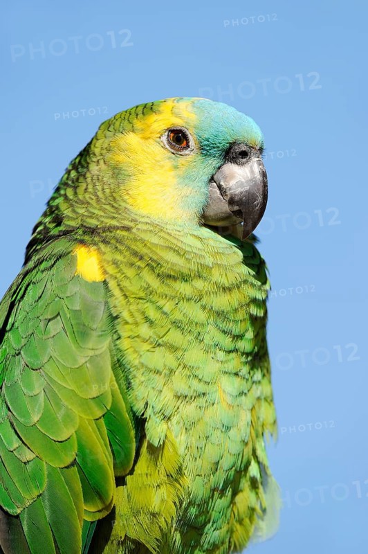 Orange-winged amazon (Amazona amazonica), portrait, captive, occurrence in South America