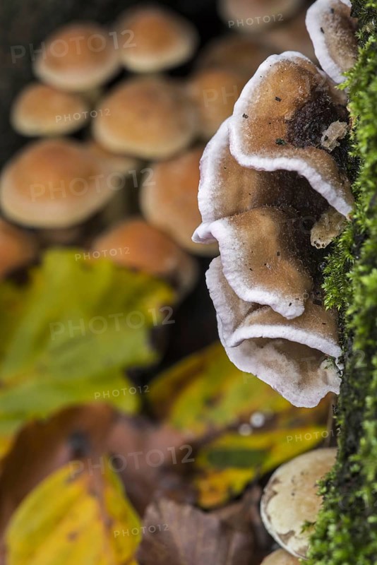 Turkey tail, Many Zoned Polypore, Turkeytail bracket fungus (Trametes versicolor) (Coriolus versicolor) (Polyporus versicolor) in autumn forest