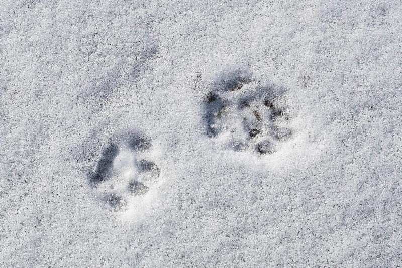 Close-up of footprints showing paw pads from stoat, short-tailed weasel (Mustela erminea), ermine in the snow in winter
