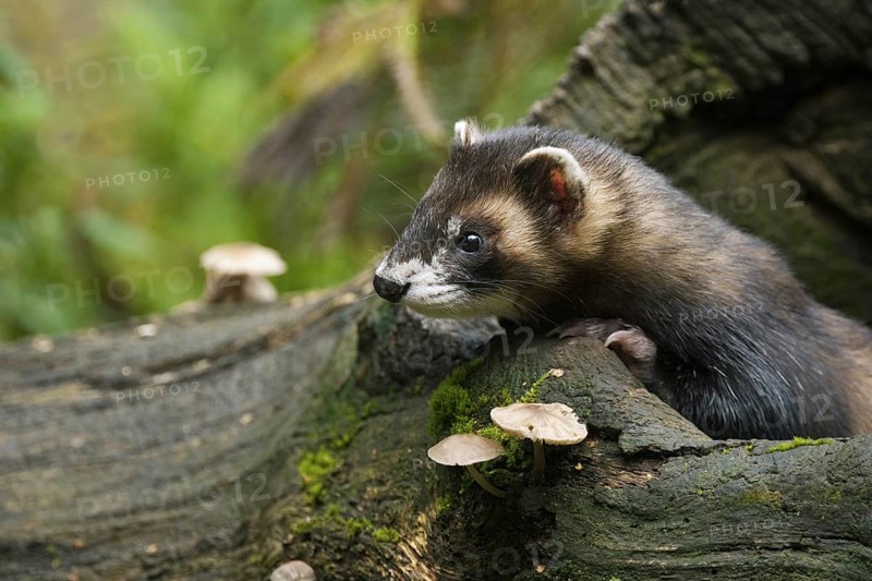 Polecat (Mustela putorius) on tree trunk in forest, Germany, Europe