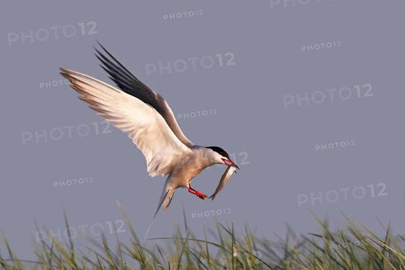 Common Tern (Sterna hirundo), in flight with fish in its beak, Lower Saxon Wadden Sea National Park, East Frisian Islands, Lower Saxony, Germany, Europe