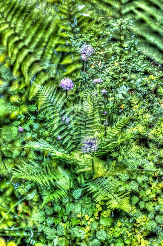 Oil painting, shield fern (Polystichum), flowers creative, different plants mixed, artistic shot, violet flowers alienated, plants, impressionistic art style, allover, alienation, dense foliage, green, calming, flower field, flowers of chive (Allium schoenoprasum), grass leek, rush leek, Brislauch, Grusenich, Jakobszwiebel, Schnittling garden, bed, plants, Germany, Europe