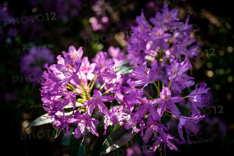 Rhododendron flowers (Rhododendron Homer), Royal Botanic Gardens, Kew, London, England, Great Britain