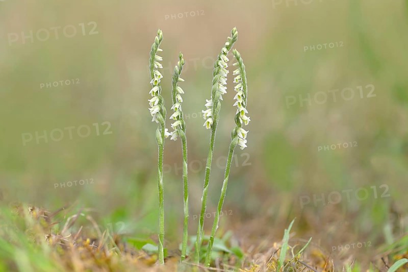Autumn lady's-tresses (Spiranthes spiralis), flowering plant group, Hesse, Germany, Europe