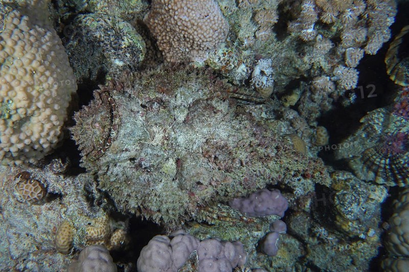 Reef stonefish (Synanceia verrucosa) from above, Shaab Mahmoud dive site, Sinai, Egypt, Red Sea, Africa