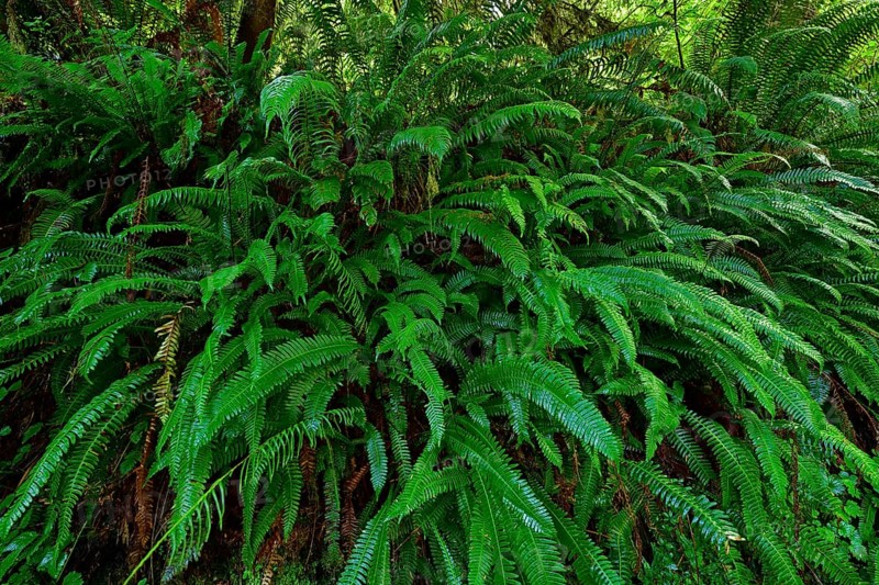 Giant ferns in temperate rainforest, Vancouver Island, British Columbia, Canada, North America