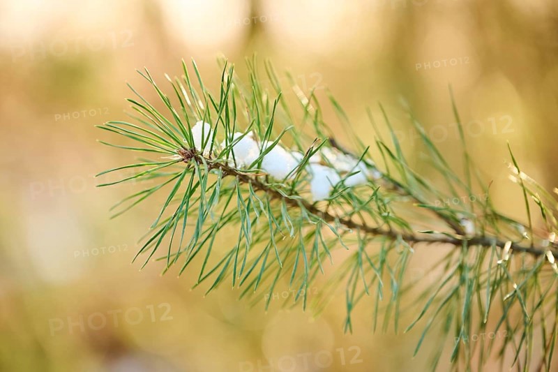 Scots pine (Pinus sylvestris) needles, branch, snow, detail, Upper Palatinate, Bavaria, Germany, Europe