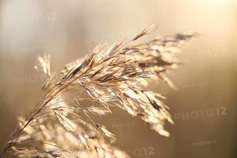 Common reed (Phragmites australis) seeds, detail, Upper Palatinate, Bavaria, Germany, Europe