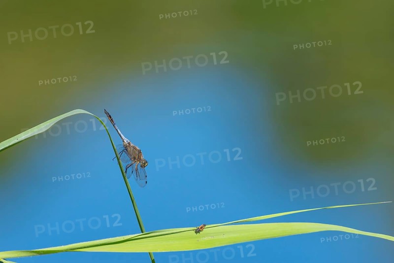 Close-up, black-tailed skimmer (Orthetrum cancellatum), male, Neustadt am Rübenberge, Germany, Europe