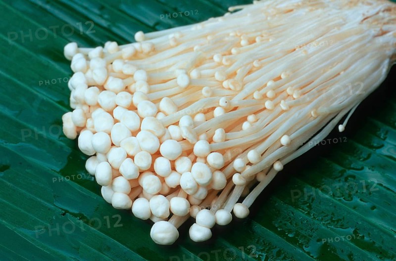 Enoki mushrooms, Golden needle mushroom (Flammulina velutipes)