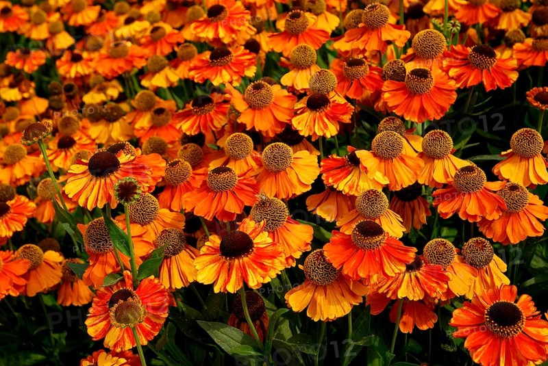 Sun Bride (Helenium hybrid)