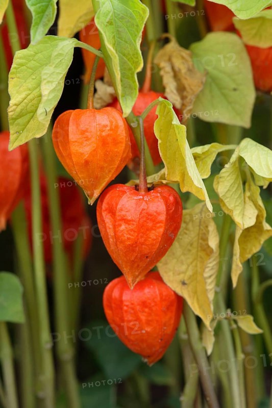 Japanese (Physalis alkekengi) Lanterns with fruits (Physalis franchetii), Chinese Lanterns