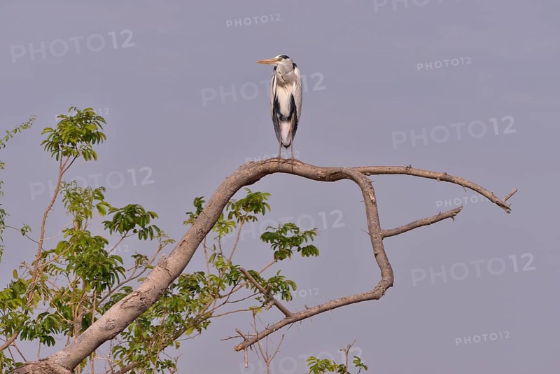 Grey Heron (Ardea cinerea), South Luangwa National Park, Zambia, Africa