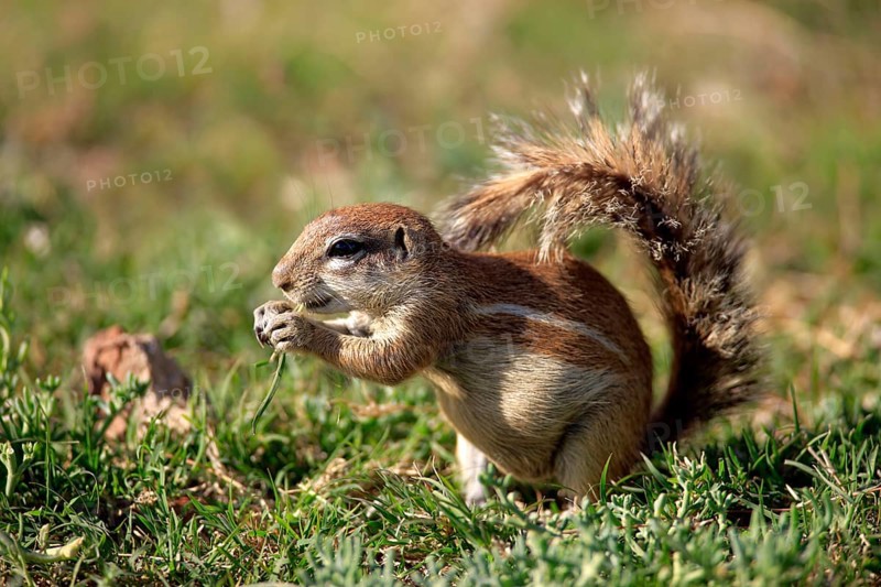 Cape ground squirrel (Xerus inauris), Mountain Zebra National Park, South Africa, Cape Bristle Squirrel, Africa