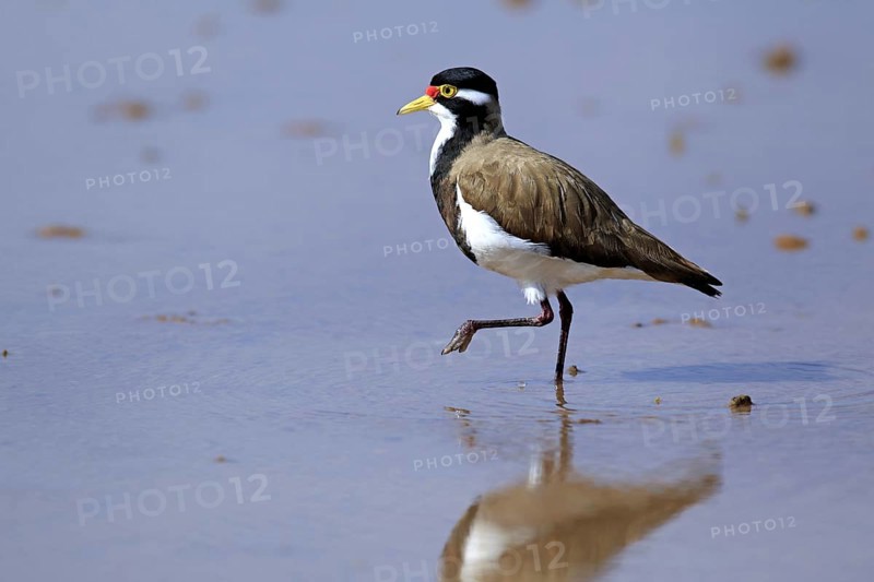Banded Lapwing, Sturt national park, New South Wales, Australia (Vanellus tricolor), Banded Plover, side