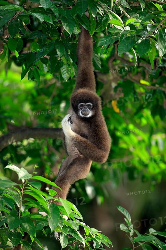 White-handed gibbon (Hylobates lar)