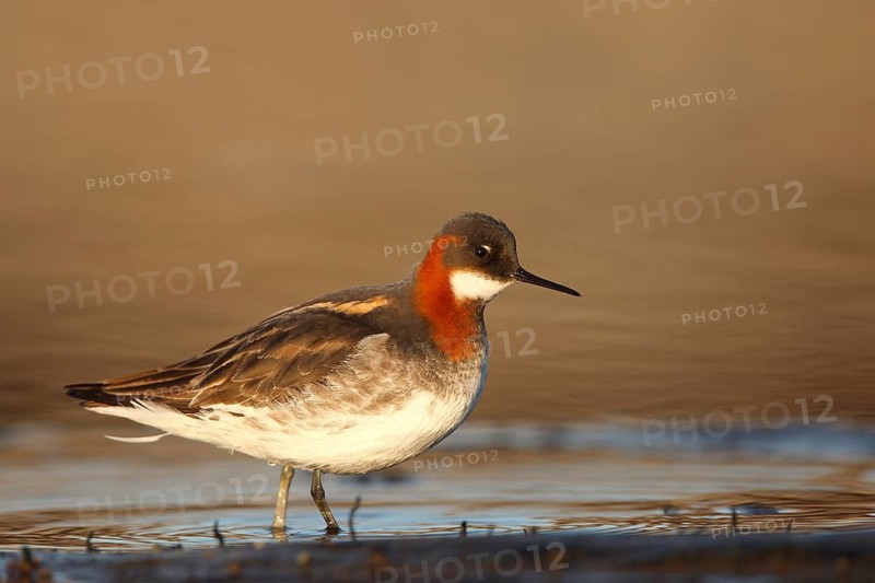 Red-necked phalarope (Phalaropus lobatus), Animals, Birds, Waders, Male Red-necked Phalarope in breeding plumage