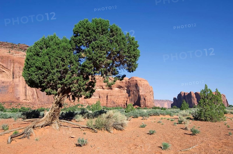 Arizona cypress (Cupressus arizonica) (Callitropsis arizonica) in Monument Valley Navajo Tribal Park, Arizona, USA, North America