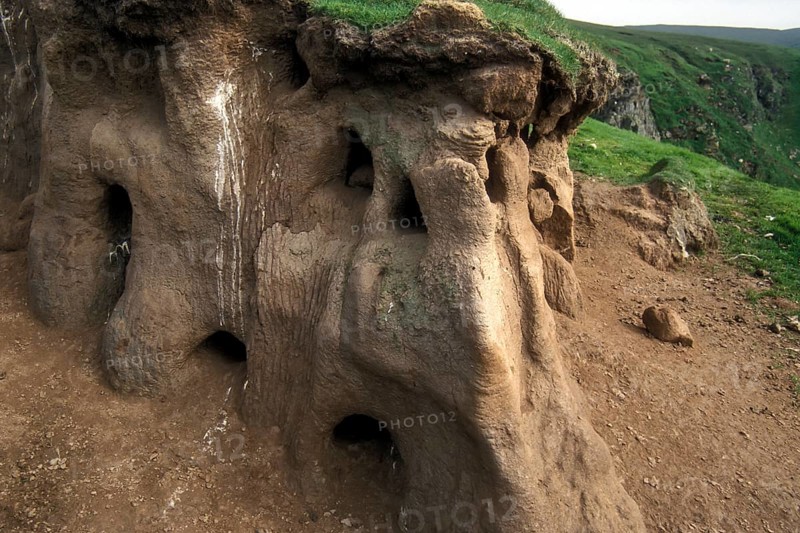 Densely packed, excavated burrows on the cliff in the breeding colony of the puffin (Fratercula arctica)