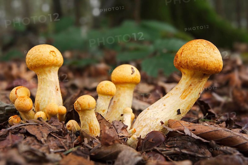 Golden scalycap (Pholiota aurivella) mushrooms