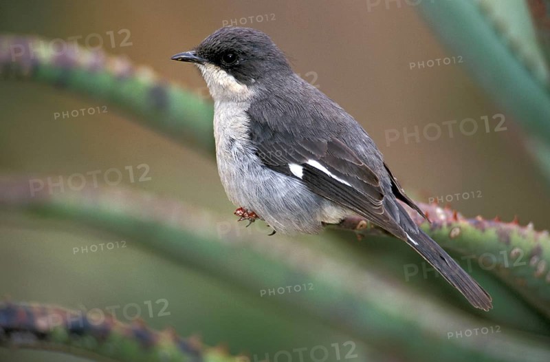 Fiscal Flycatcher, Addo Elephant national park, South Africa (Sigelus silens)