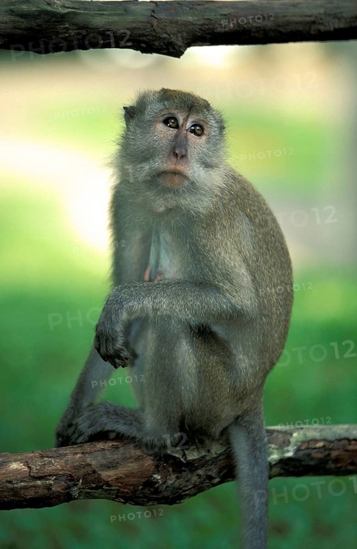 Long-tailed Macaque, female, Singapore, Crab-eating Macaque (Macaca fascicularis), Asia