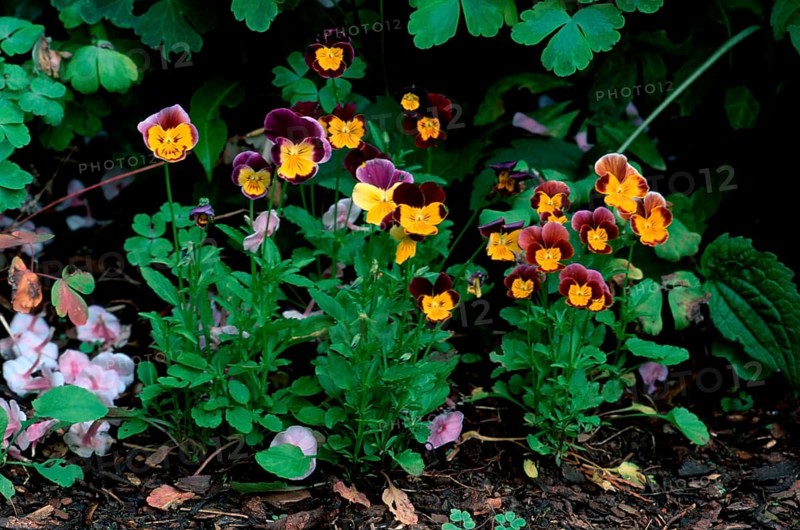 Horned pansy (Viola cornuta)