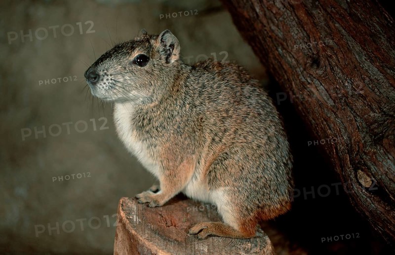 Rock Cavy (Kerodon rupestris), side