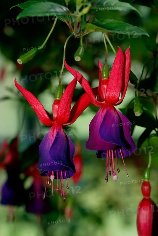 Fuchsia (Fuchsia hybride), fuchsia, flowers, plants, garden plant, ornamental plant, evening primrose family, Onagraceae, vertical, flowers, bloom